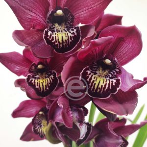 Cymbidium Flor Grande Toscana - Chloe