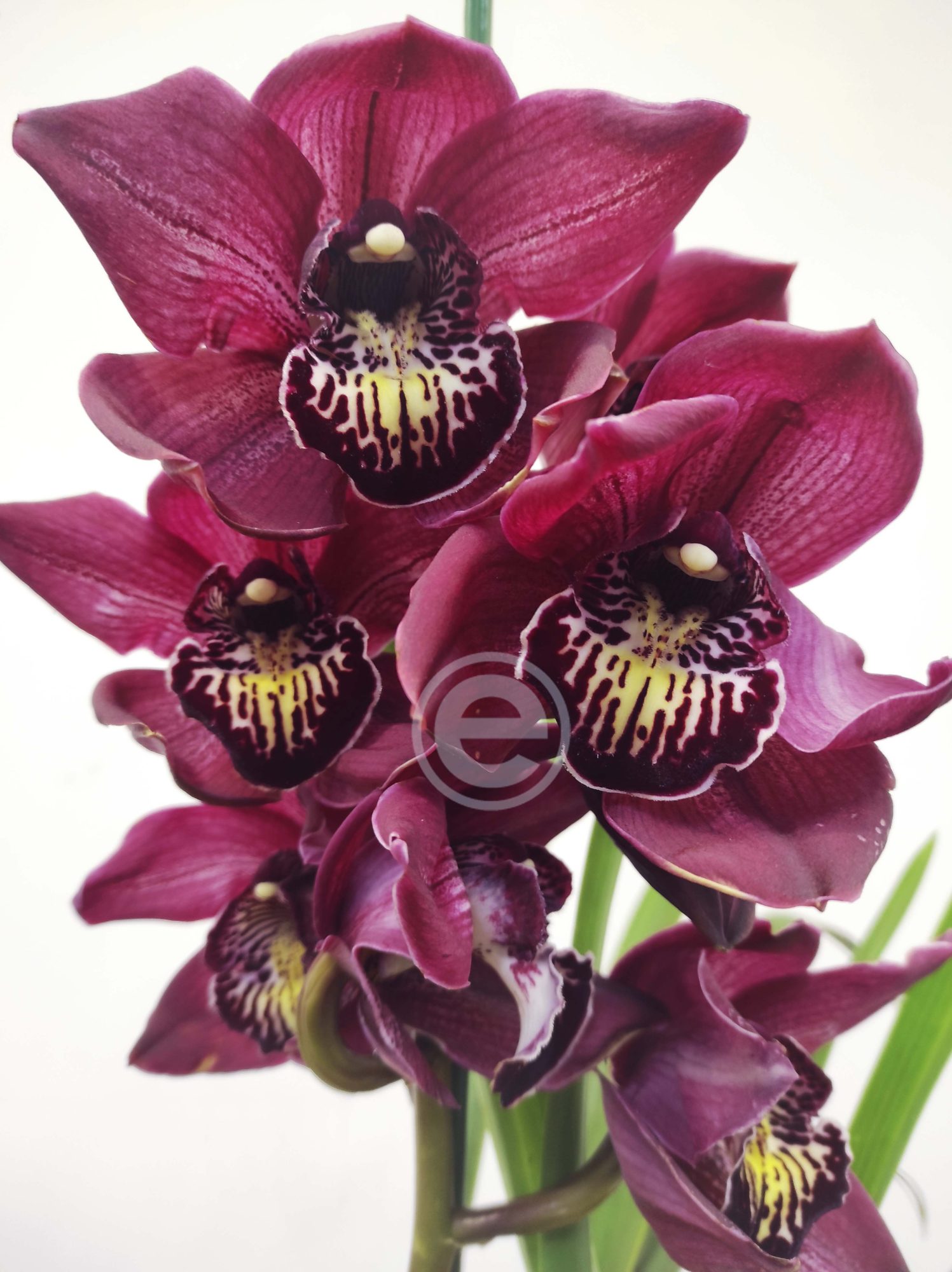 Cymbidium Flor Grande Toscana - Chloe