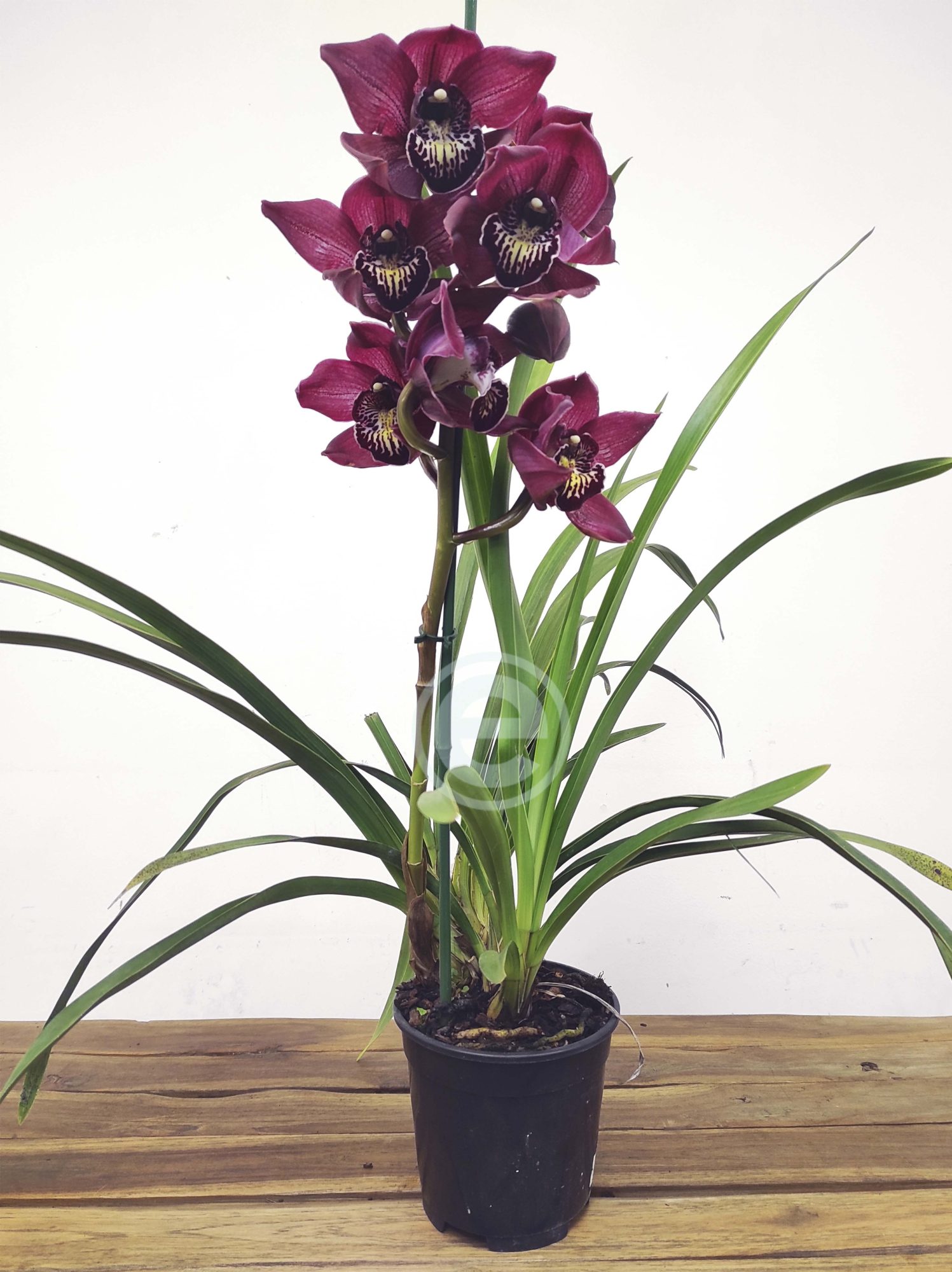 Cymbidium Flor Grande Toscana - Chloe - Image 2