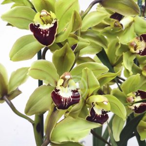 Cymbidium Flor Grande Toscana - Eliana
