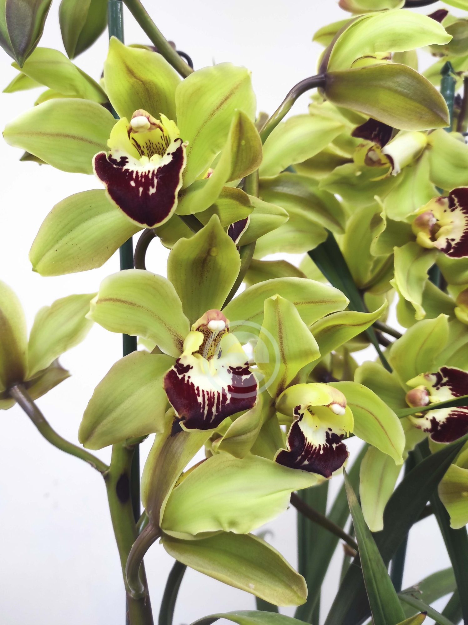 Cymbidium Flor Grande Toscana - Eliana