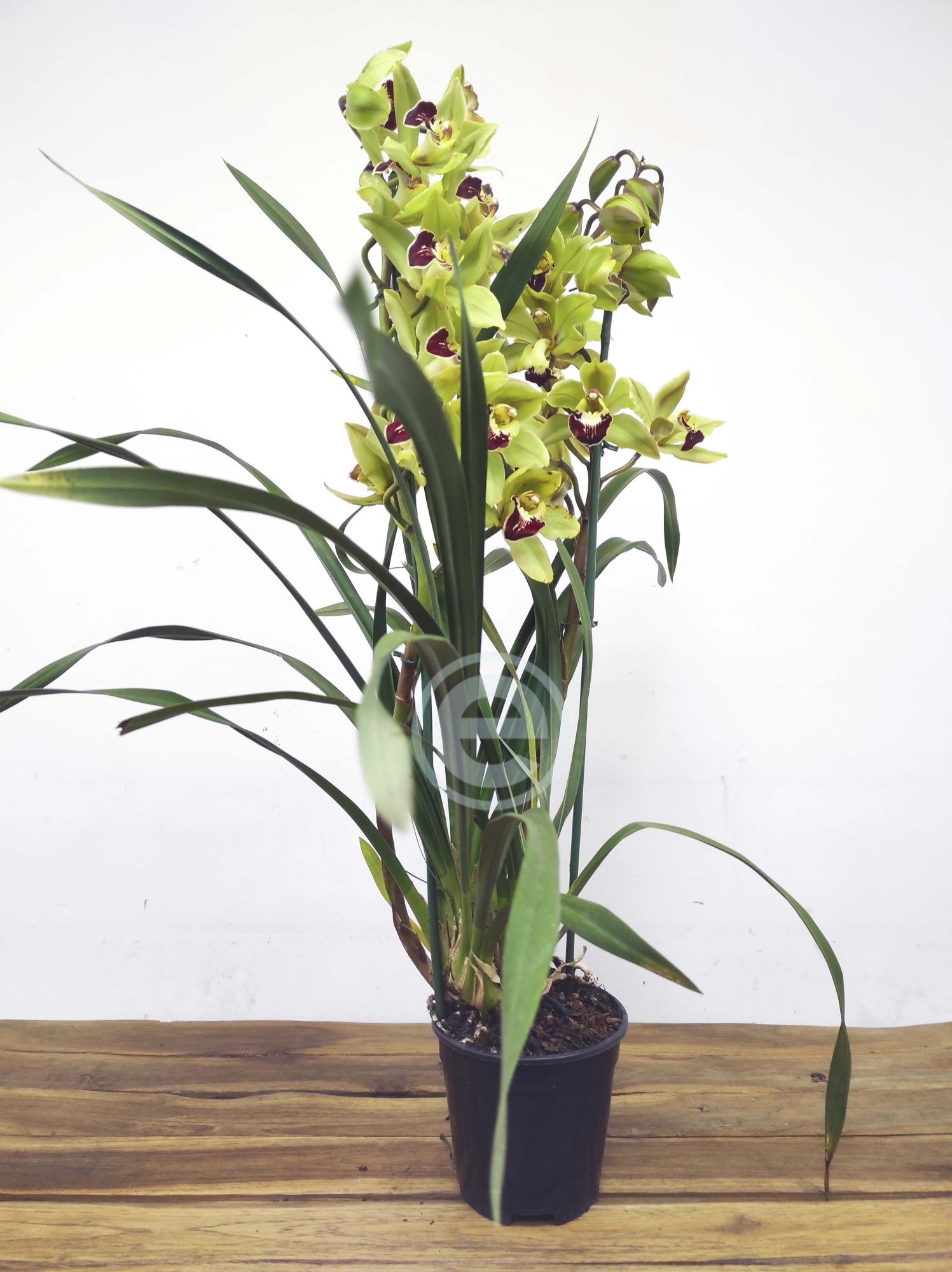 Cymbidium Flor Grande Toscana - Eliana - Image 2
