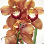 Cymbidium Sweet Orange - Flor Grande