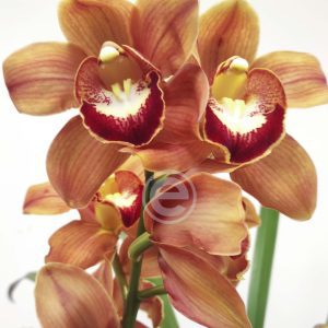 Cymbidium Sweet Orange - Flor Grande