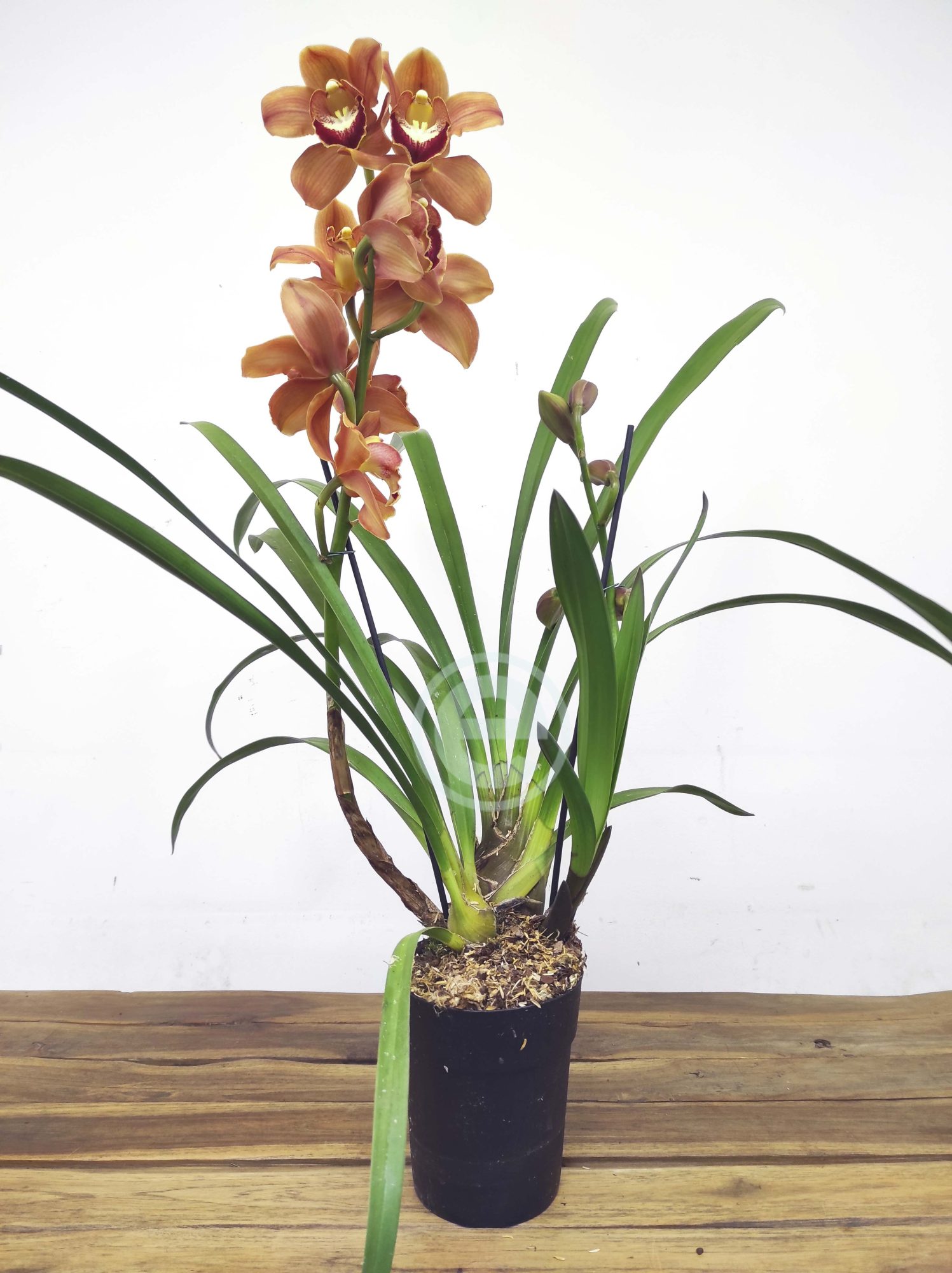 Cymbidium Sweet Orange - Flor Grande - Image 2