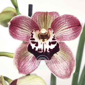 Cymbidium King Lear - 1 Haste