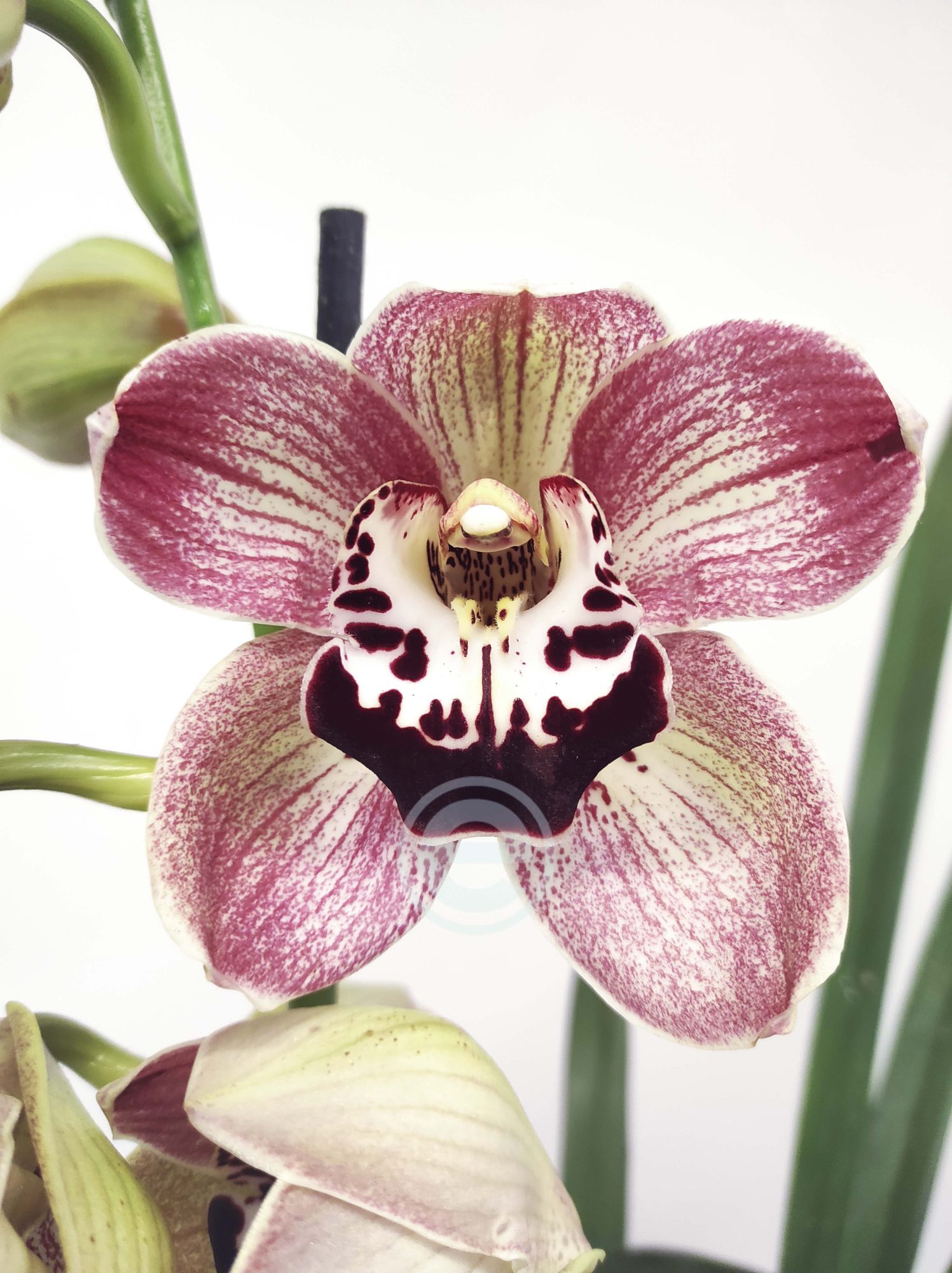 Cymbidium King Lear - 1 Haste