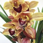 Cymbidium Flor Grande Toscana - Ornella