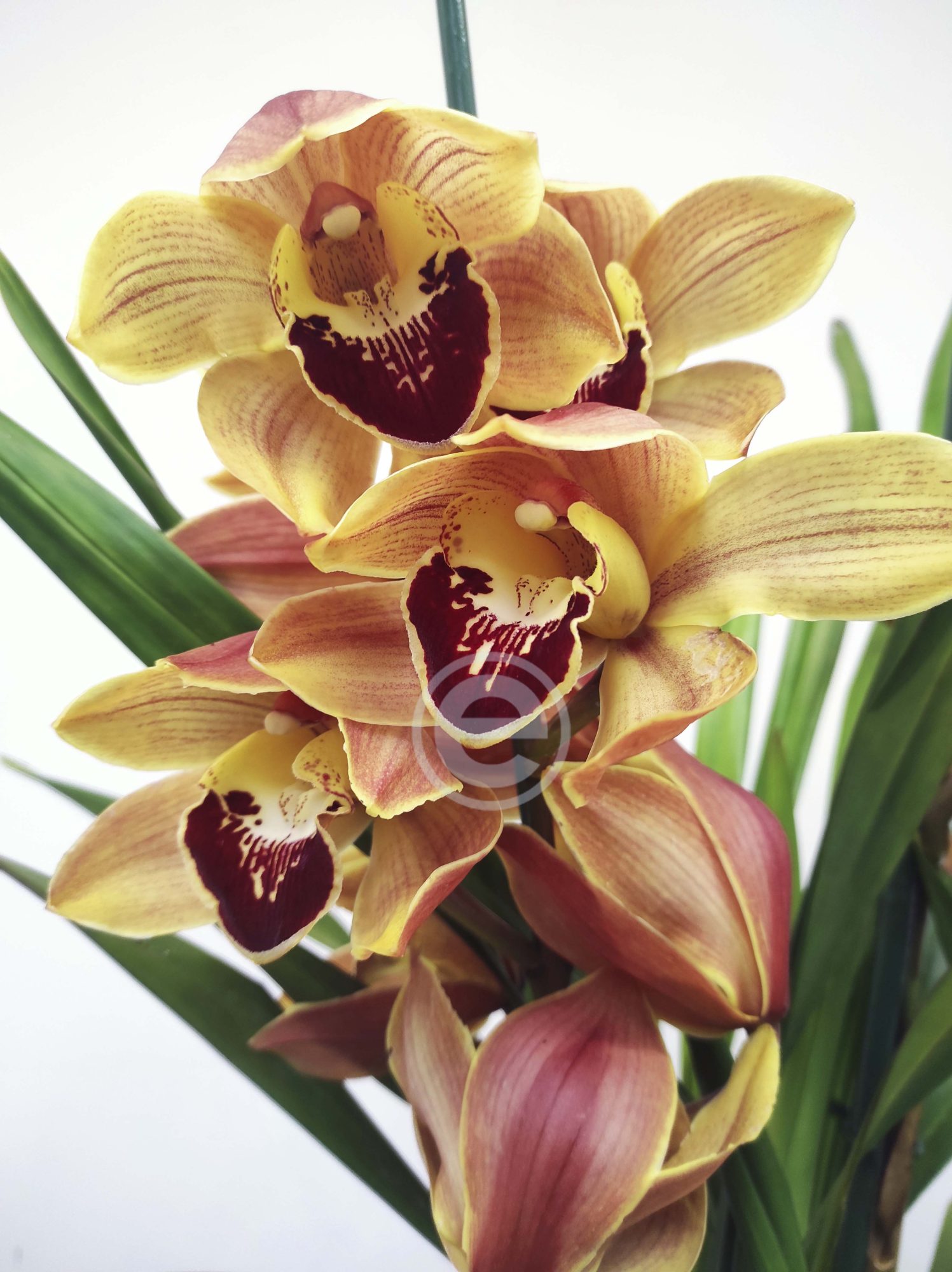 Cymbidium Flor Grande Toscana - Ornella