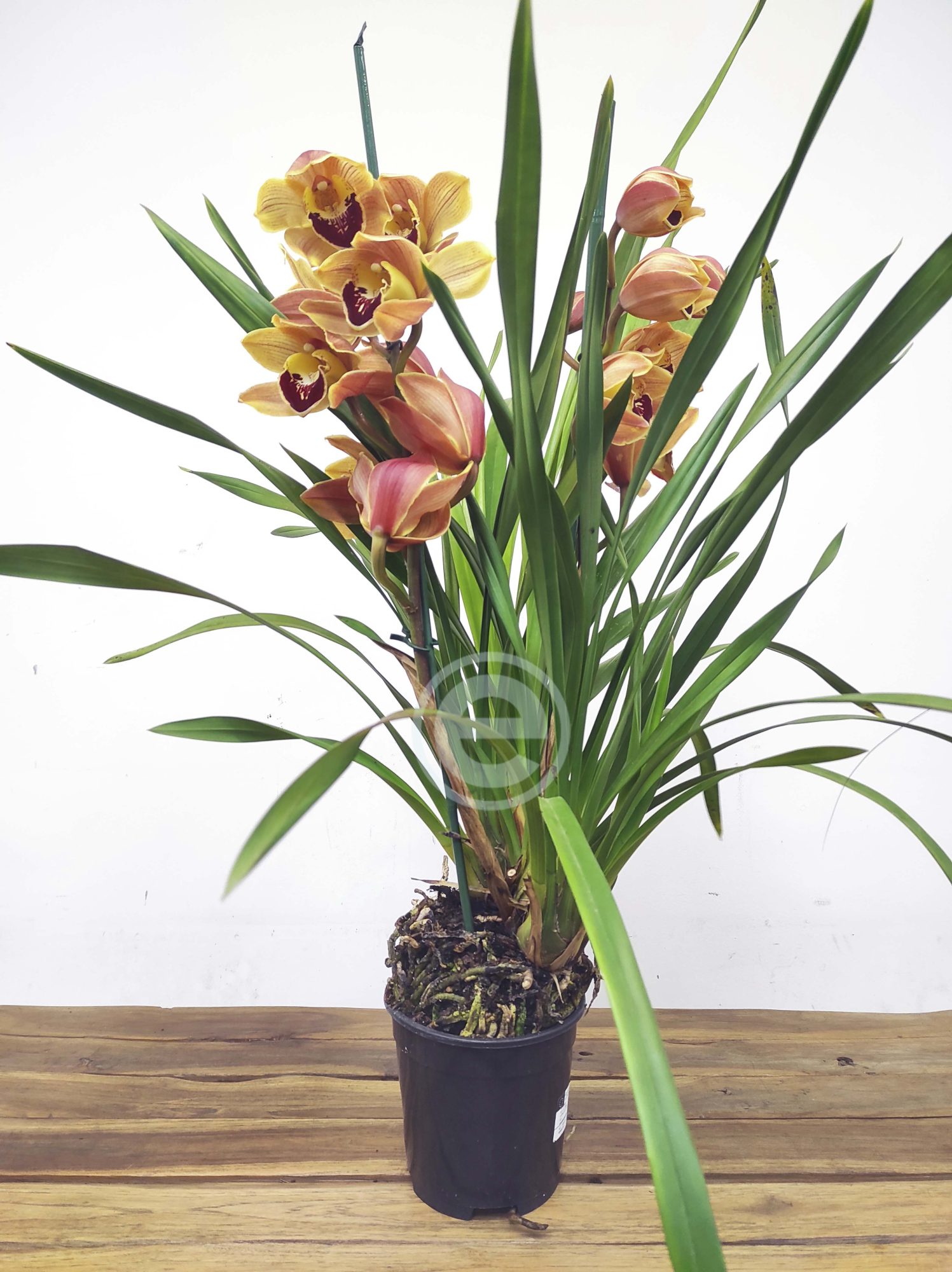Cymbidium Flor Grande Toscana - Ornella - Image 2