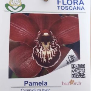 Cymbidium Flor Grande Toscana Sem Flor - Pamela