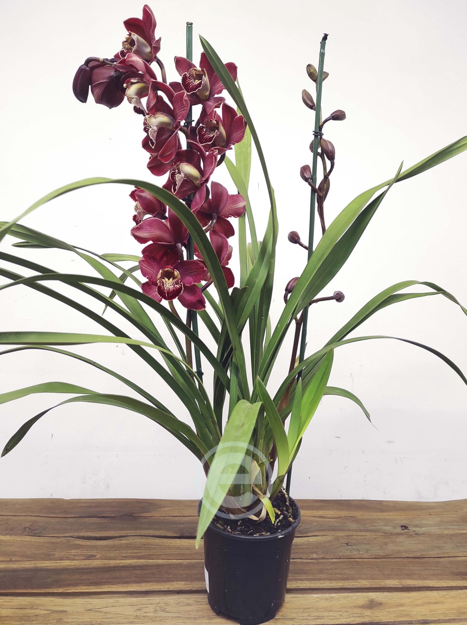 Cymbidium Flor Grande Toscana - Pamela - Image 2