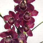 Cymbidium Flor Grande Toscana - Pamela