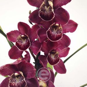 Cymbidium Flor Grande Toscana - Pamela