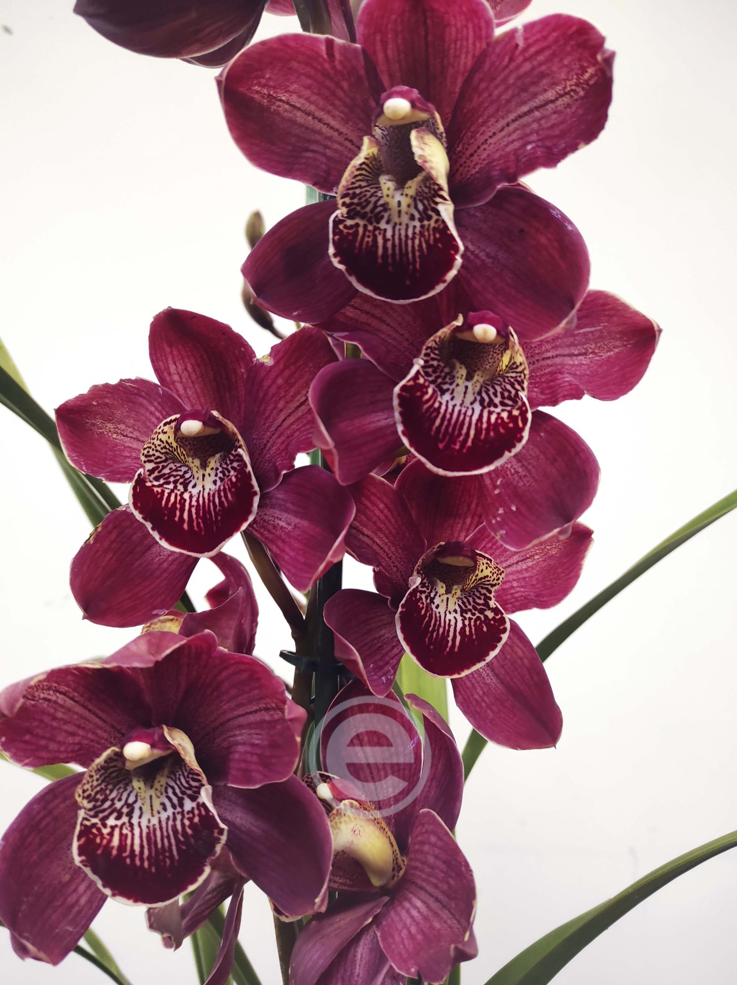 Cymbidium Flor Grande Toscana - Pamela