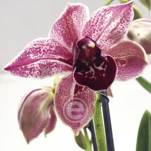 Cymbidium Pink Floyd - 2 Hastes
