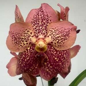 Vanda Híbrida