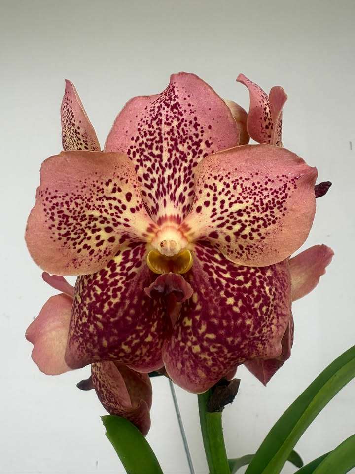 Vanda Híbrida