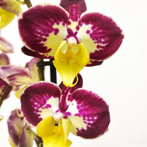 Phalaenopsis 'Bee Happy' - V.12