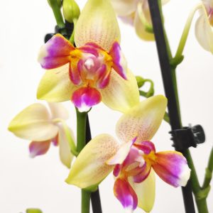 Phalaenopsis 'Limited 70' - V.12