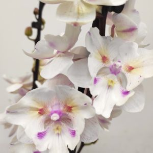 Phalaenopsis 'Limited 72' - V.12