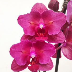 Phalaenopsis 'Limited 71' - V.12