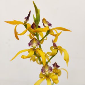 Encyclia Radiata