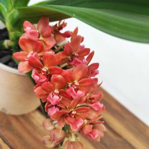 Rhynchostylis Gigantea 'Orange' - 1 haste