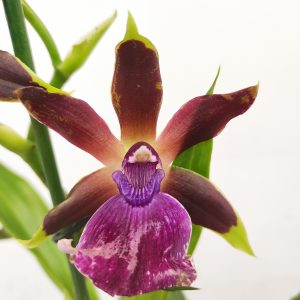 Zygopetalum 'Louisendorf'