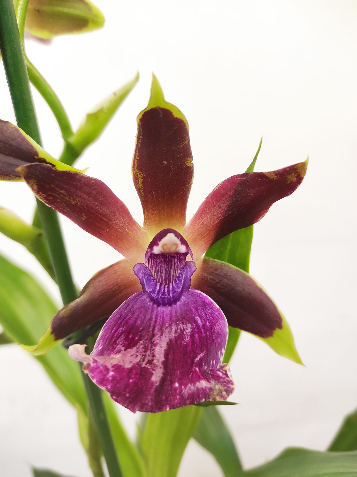 Zygopetalum 'Louisendorf'