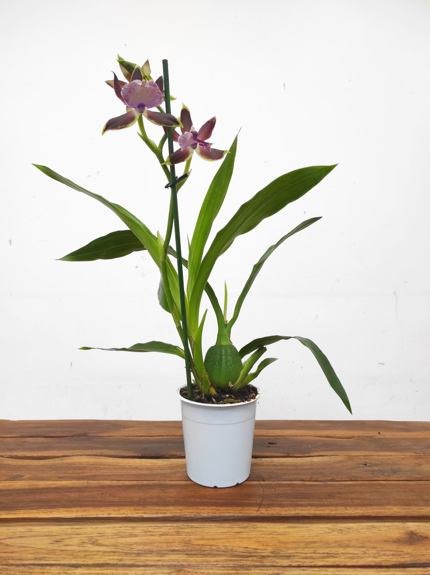 Zygopetalum 'Louisendorf' - Image 2