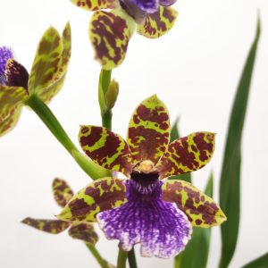 Zygopetalum 'Louisendorf'