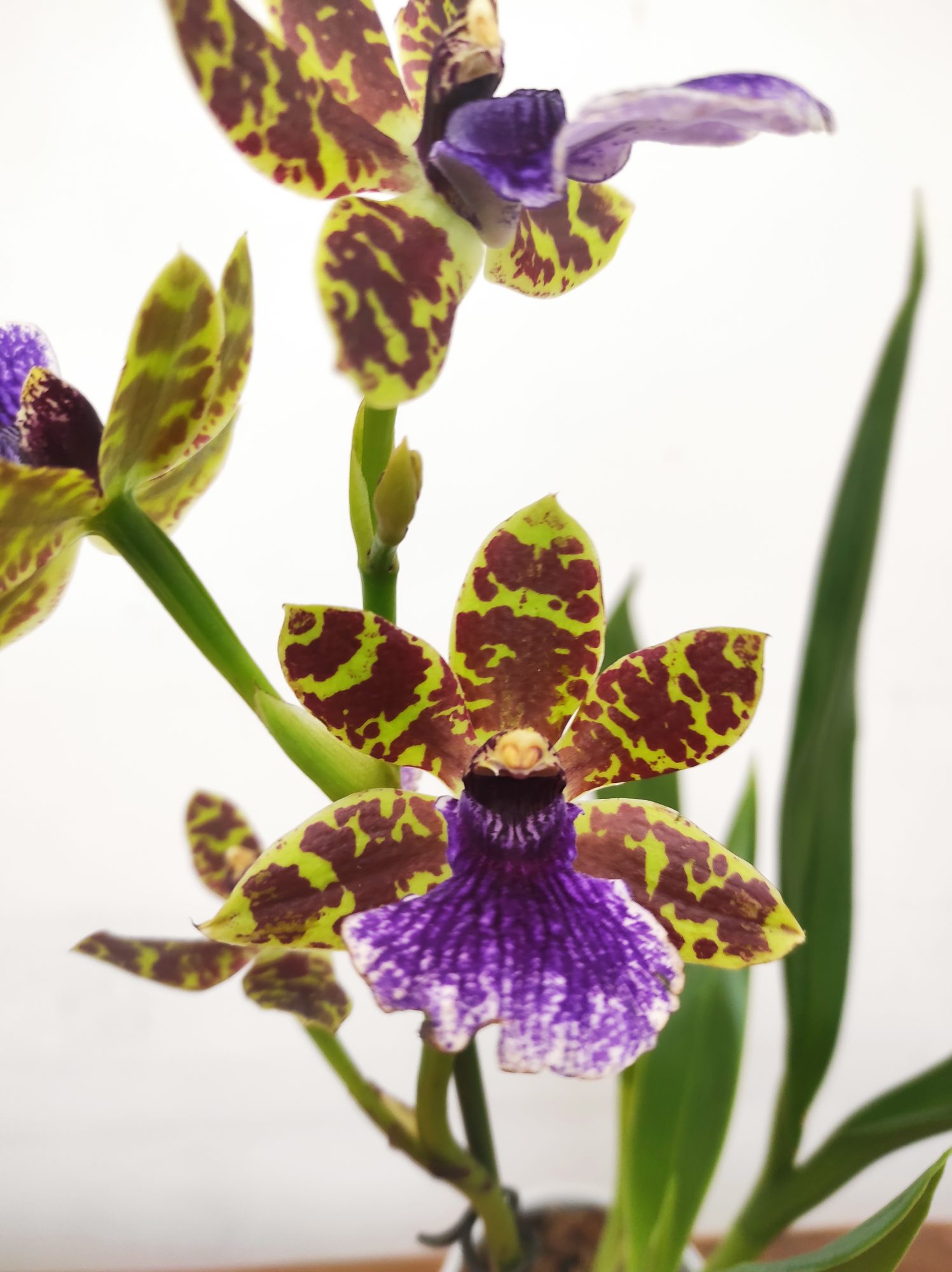 Zygopetalum 'Louisendorf'