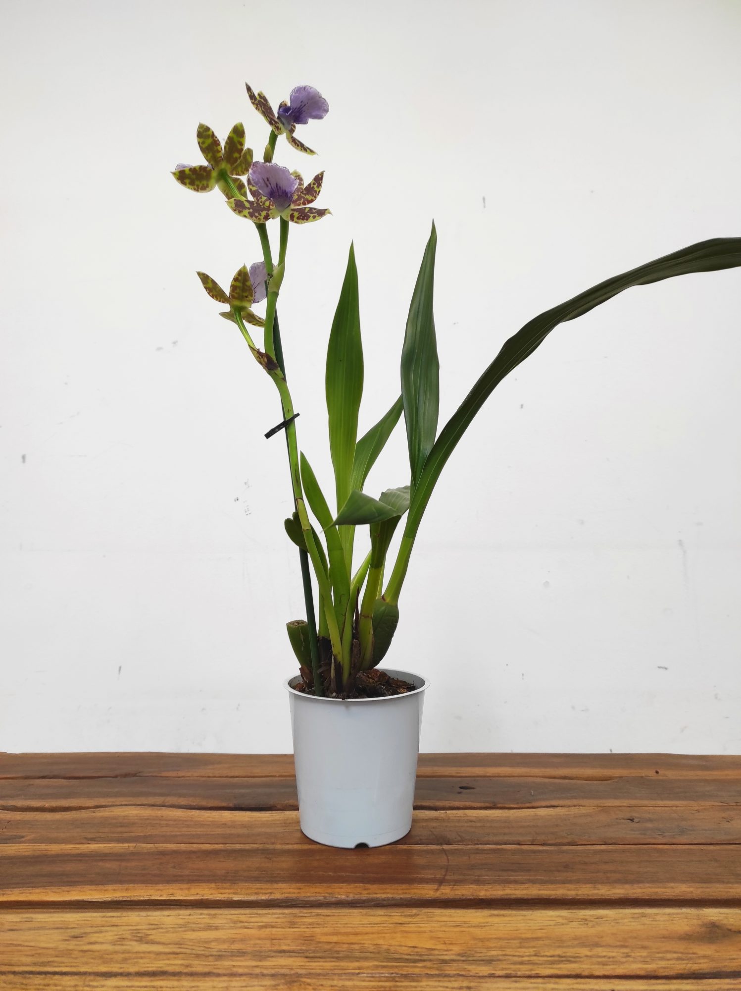 Zygopetalum 'Louisendorf' - Image 2