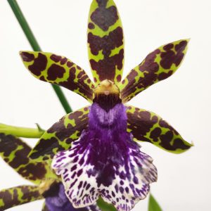 Zygopetalum 'Louisendorf'