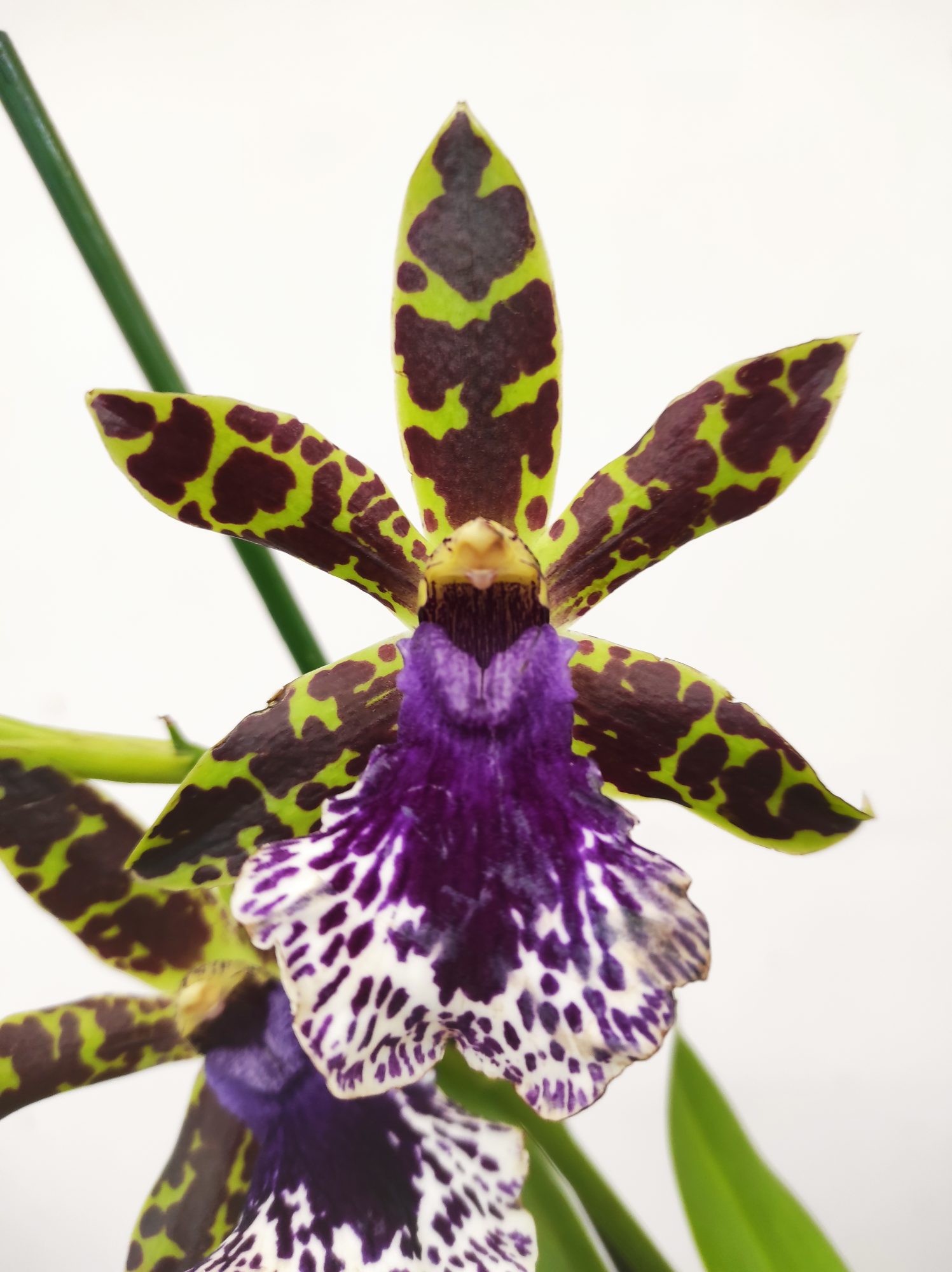 Zygopetalum 'Louisendorf'