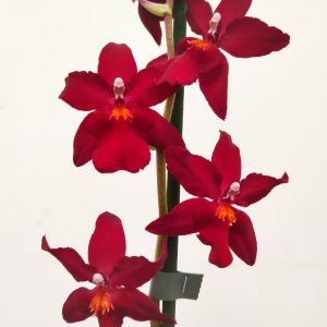 Cambria 'Nelly Isler' - 1 Haste