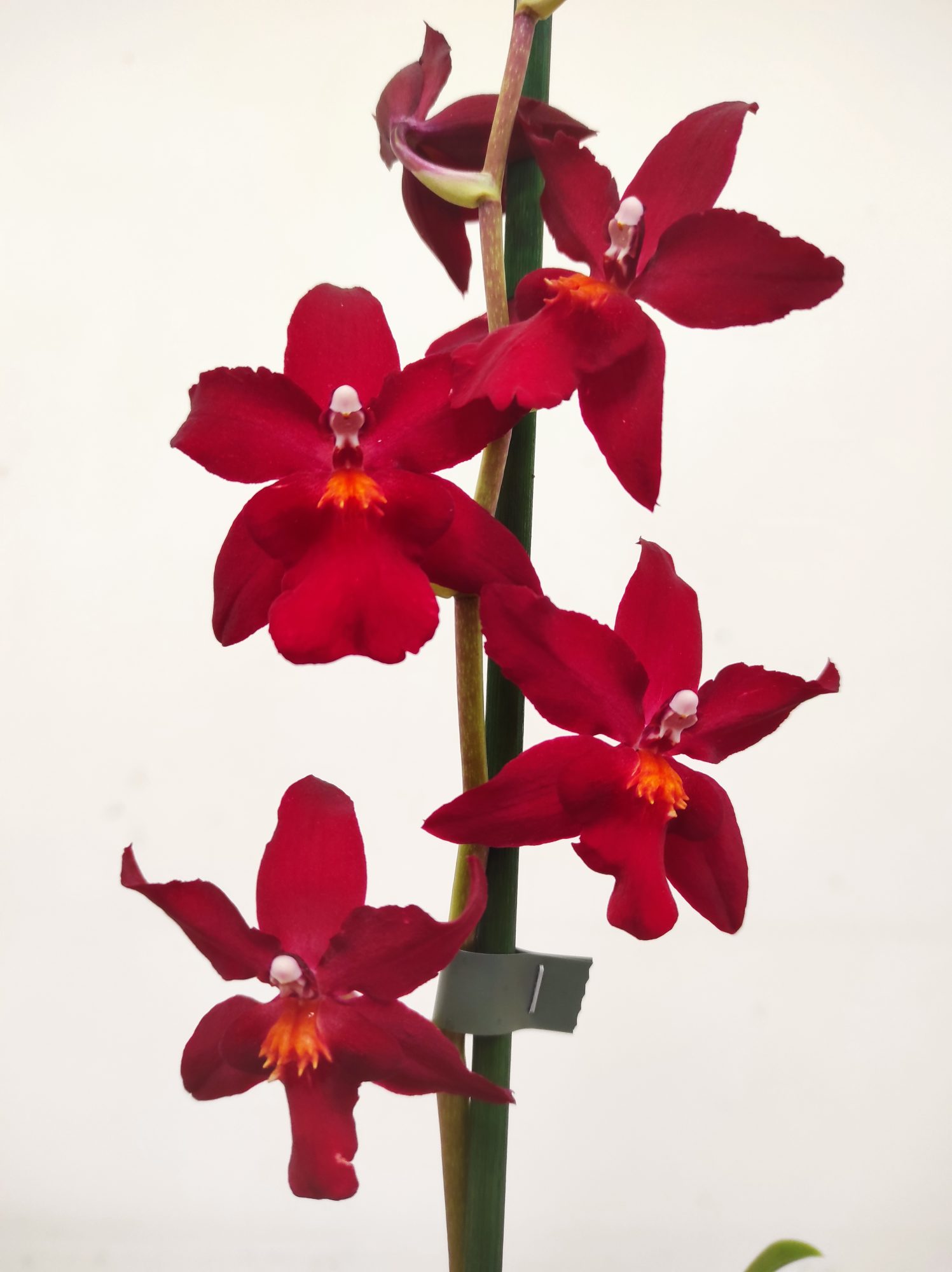 Cambria 'Nelly Isler' - 1 Haste