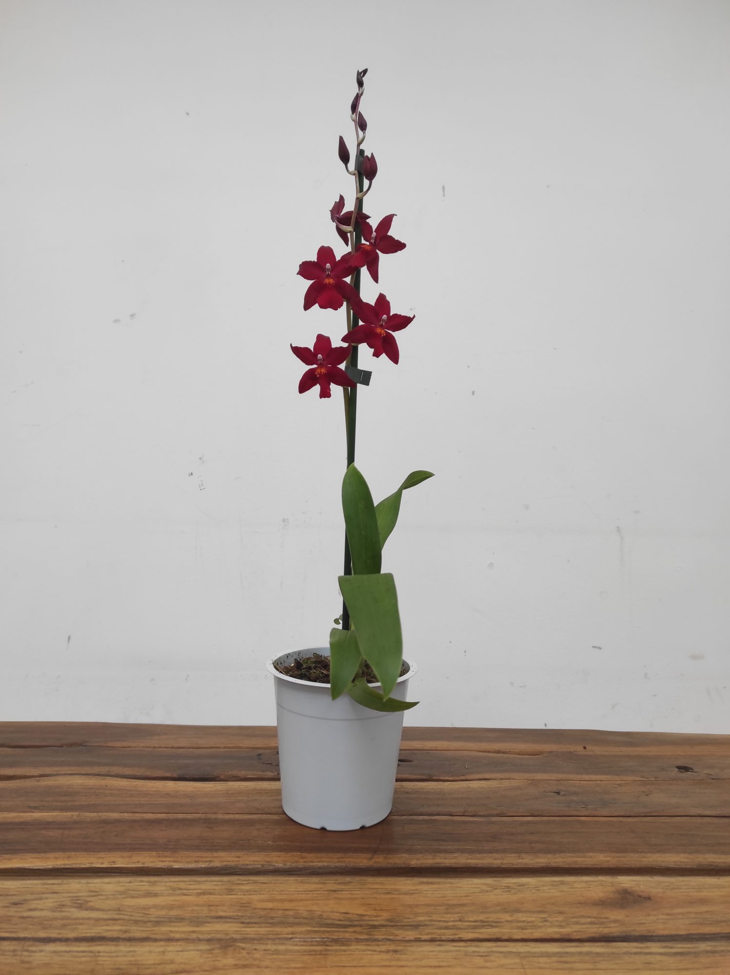 Cambria 'Nelly Isler' - 1 Haste - Image 2