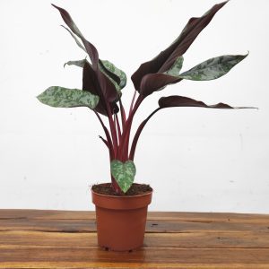 Apoballis Acuminatissima