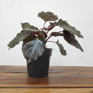 Homalomena Flaming Red