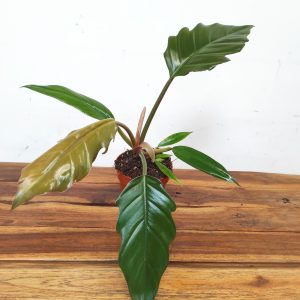 Philodendron 'Bipinnatifidum'