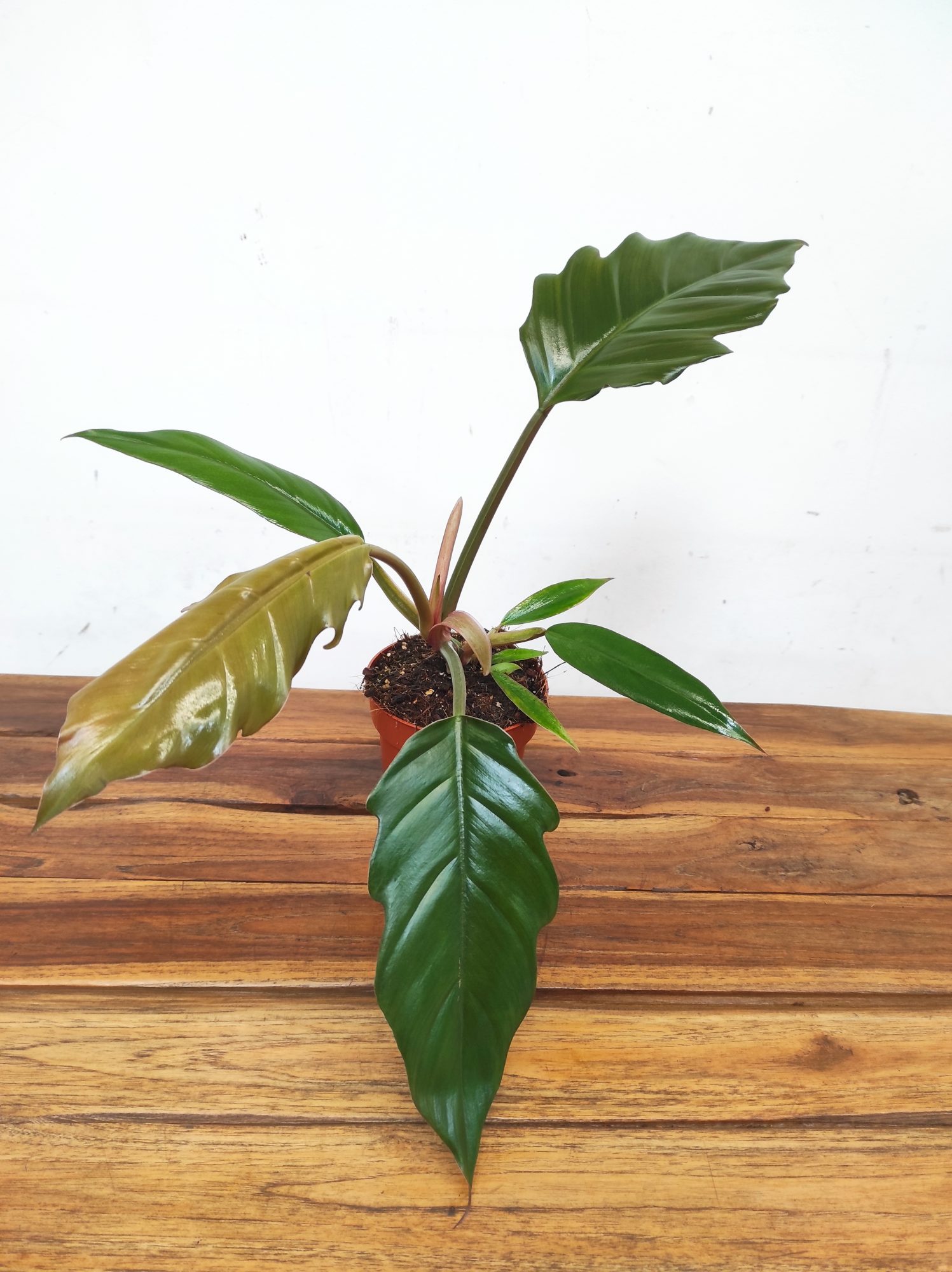 Philodendron 'Bipinnatifidum'