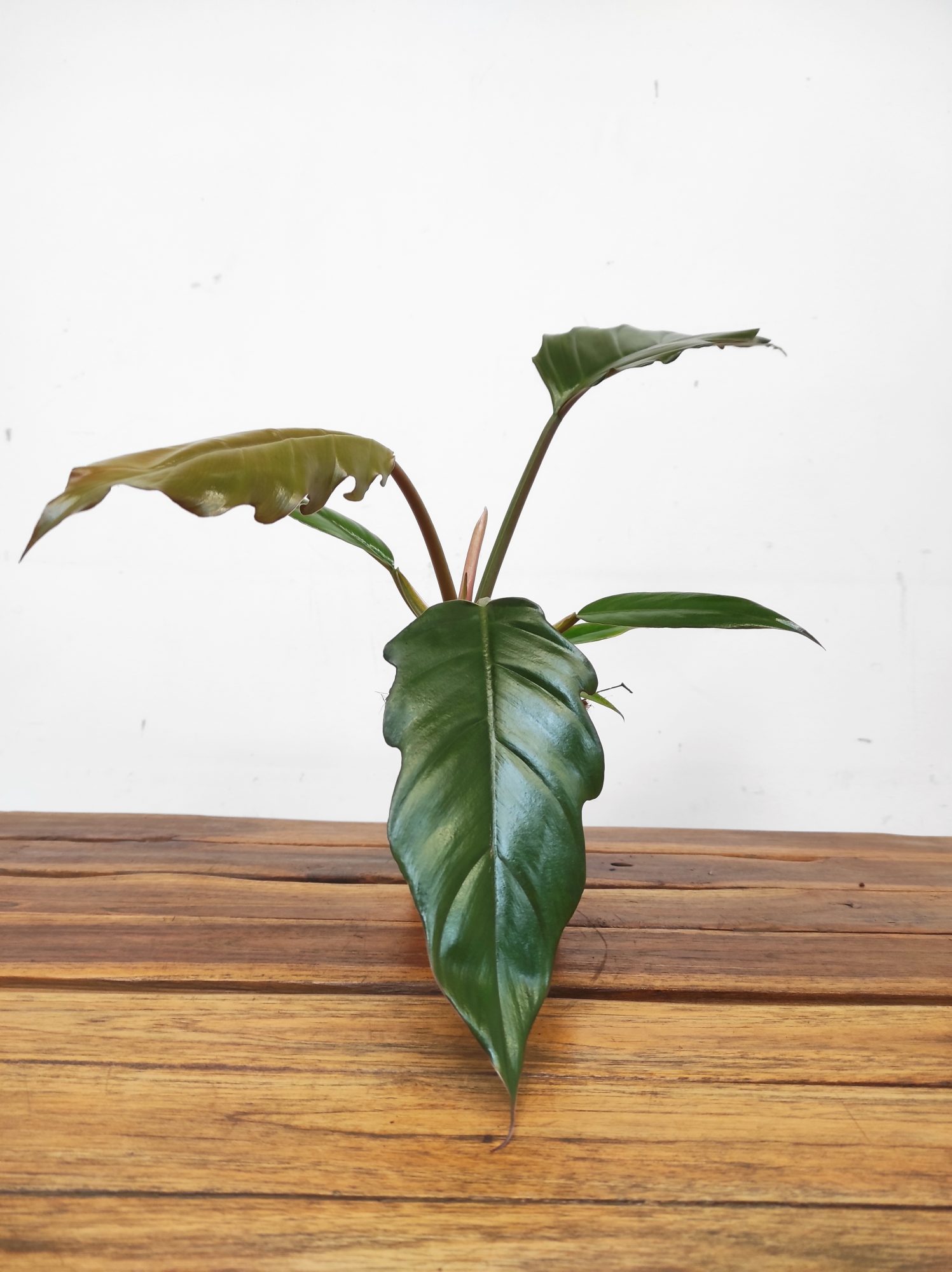 Philodendron 'Bipinnatifidum' - Image 2
