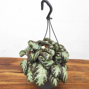 Episcia Silver Shield