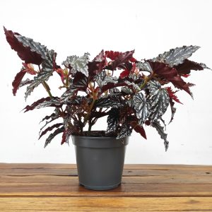 Begonia Bd Mac. 'Spotlight Dark'