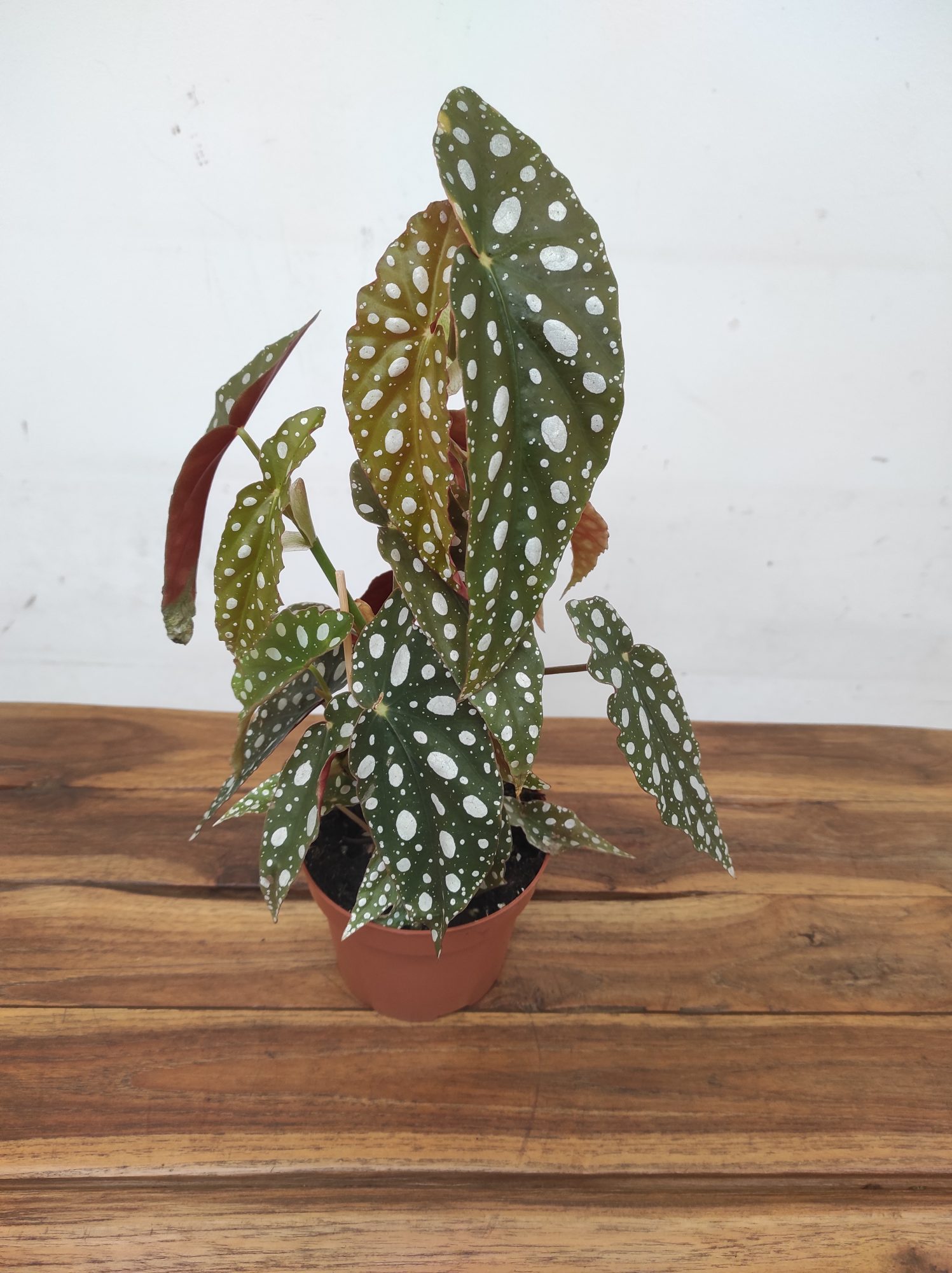 Begonia Pseudolubbersii 'Silver Spot' - Image 2