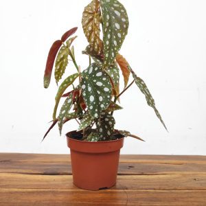 Begonia Pseudolubbersii 'Silver Spot'