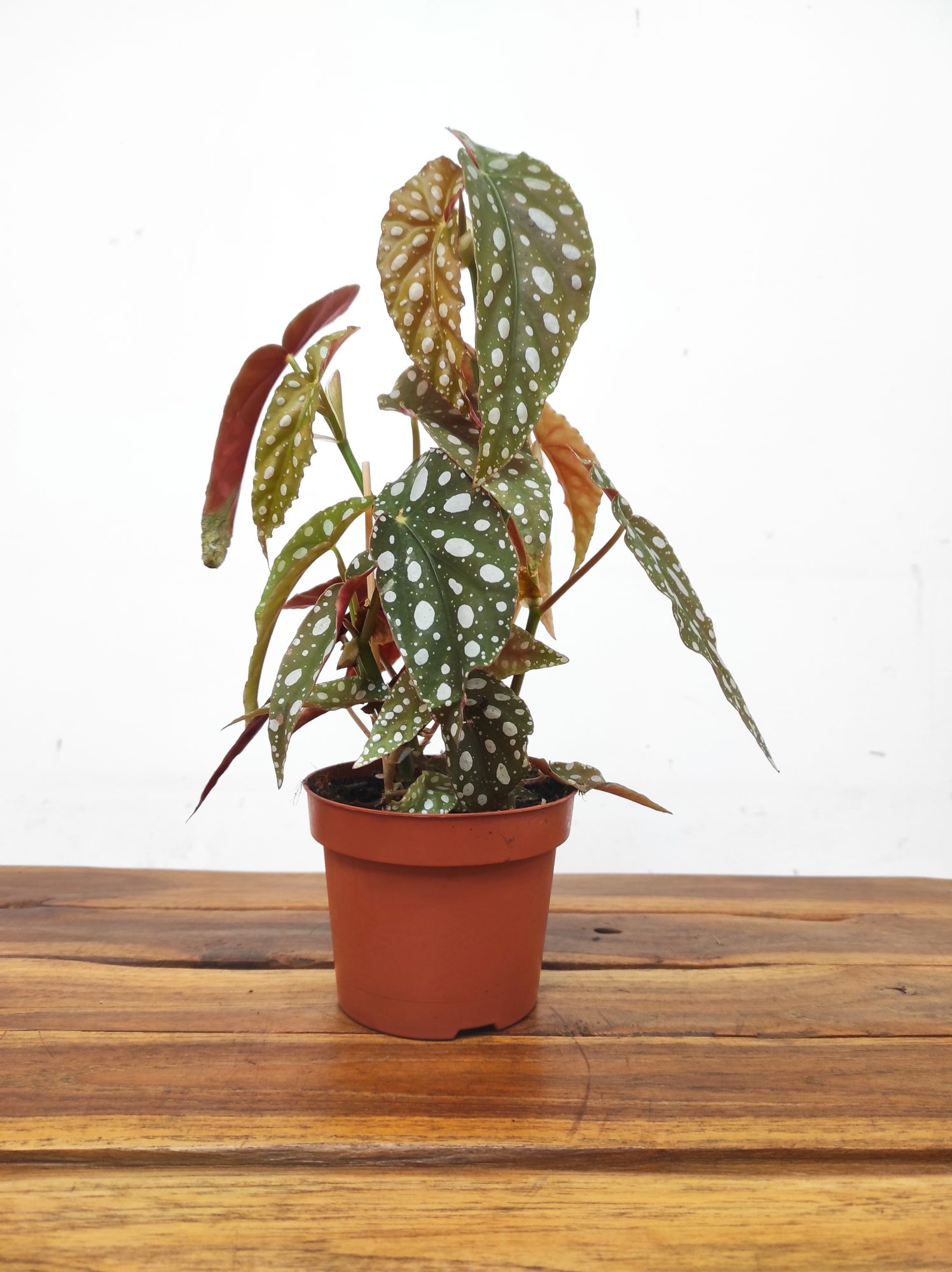 Begonia Pseudolubbersii 'Silver Spot'