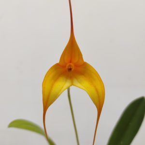 Masdevallia V.6